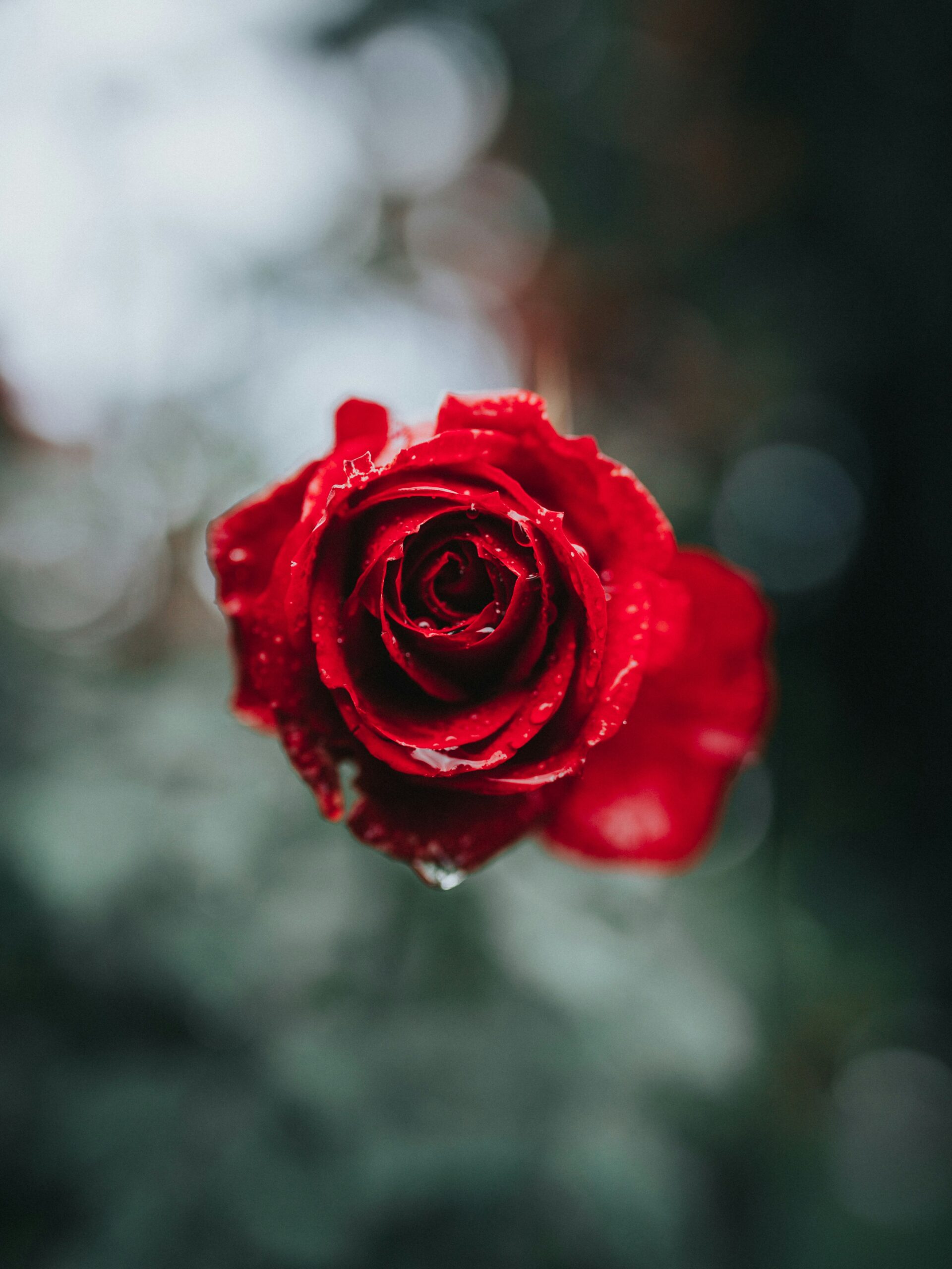 Close-up of a single red rose with dewdrops on its petals, set against a blurred green and white background. Seasonal Affective Disorder in Portland