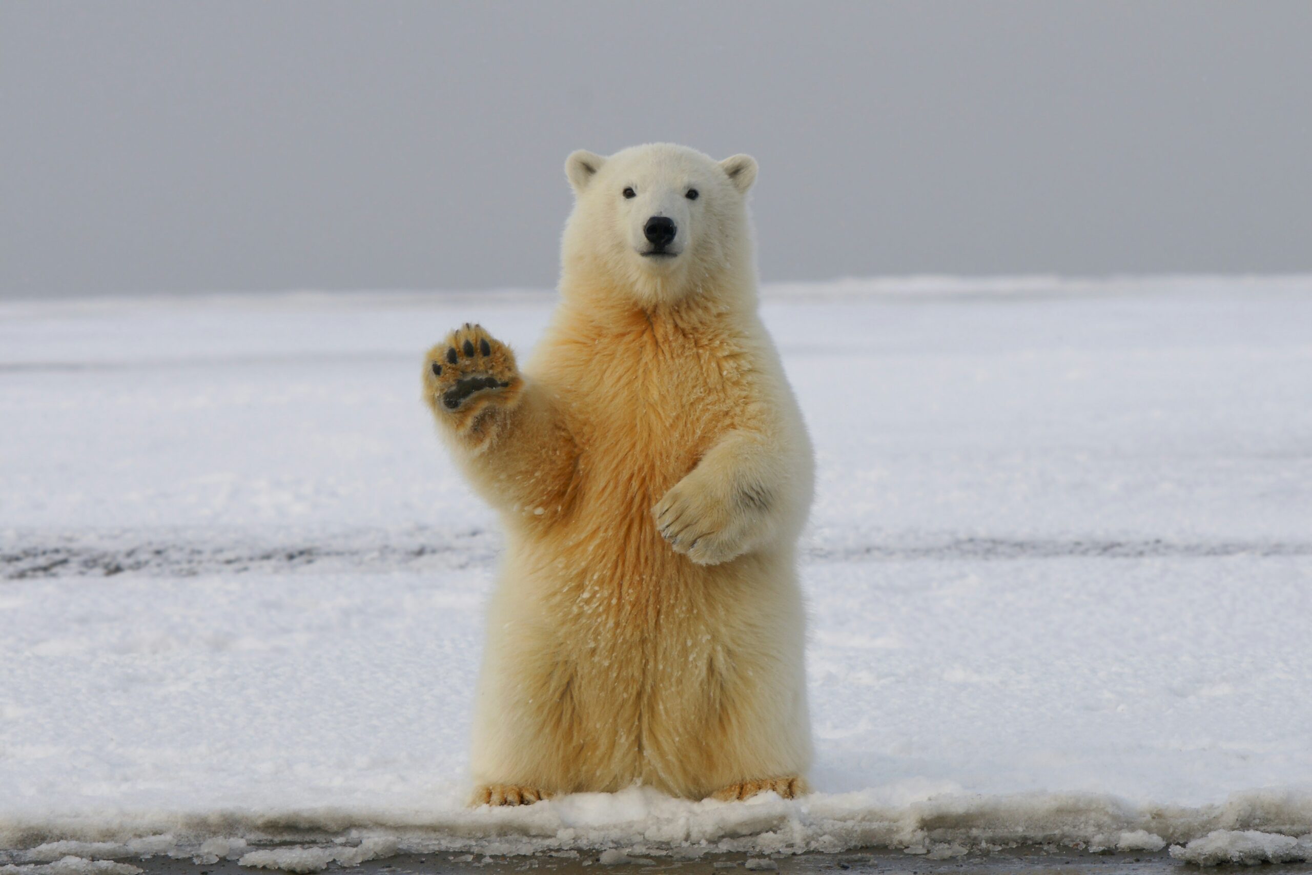 Vulnerability in the Bear Community: Why Emotional Intimacy Is Hard to Talk About